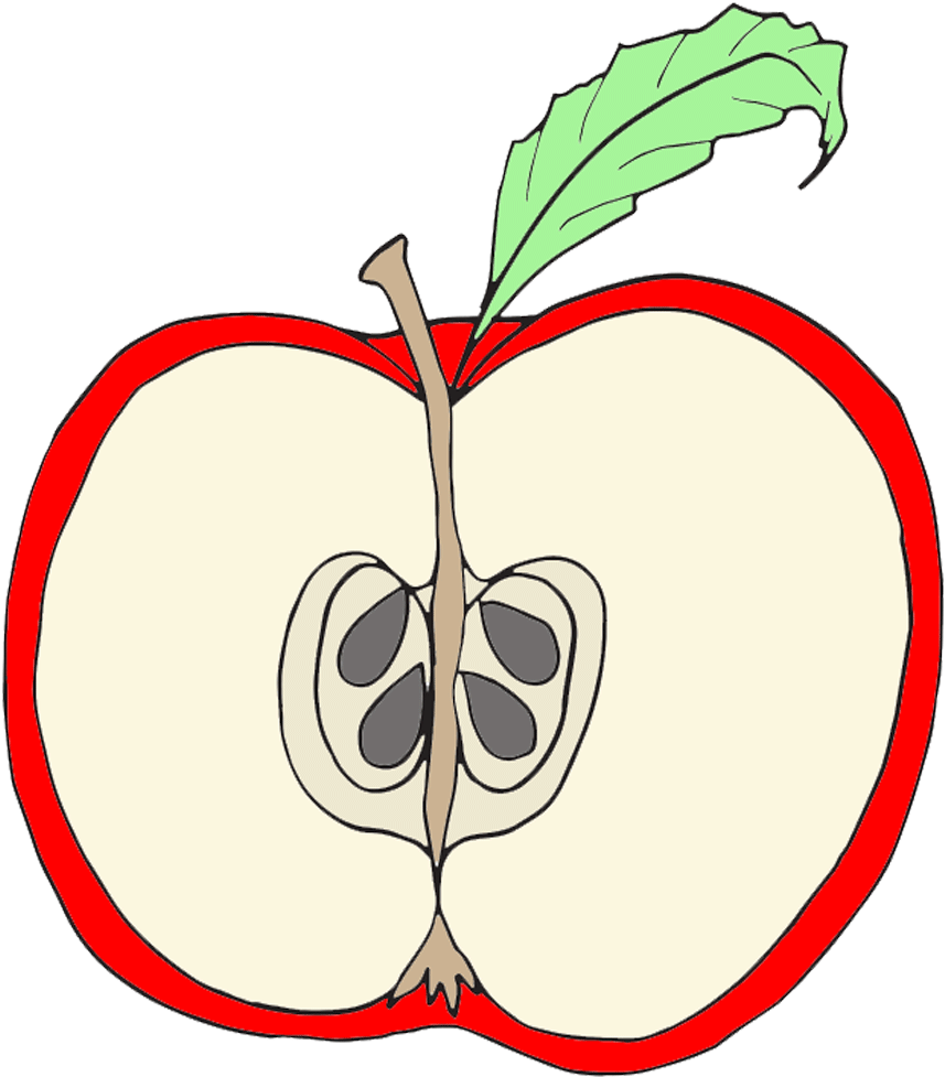 Parts Of An Apple Clipart (1000x1000), Png Download