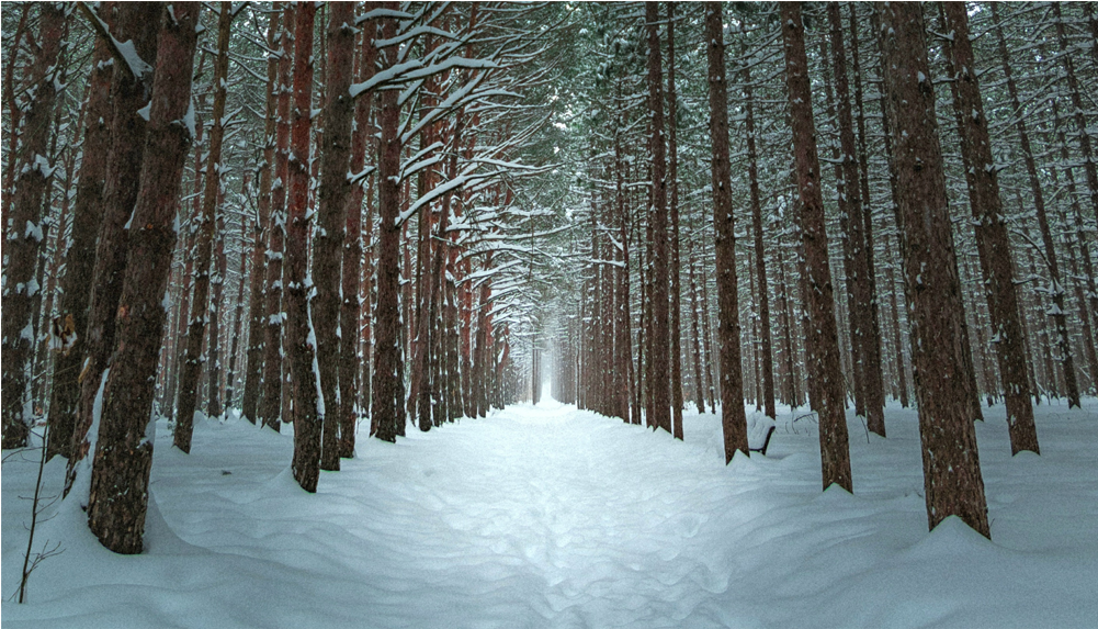 Score 50% - Winter Forest Wallpaper Iphone (1000x1000), Png Download