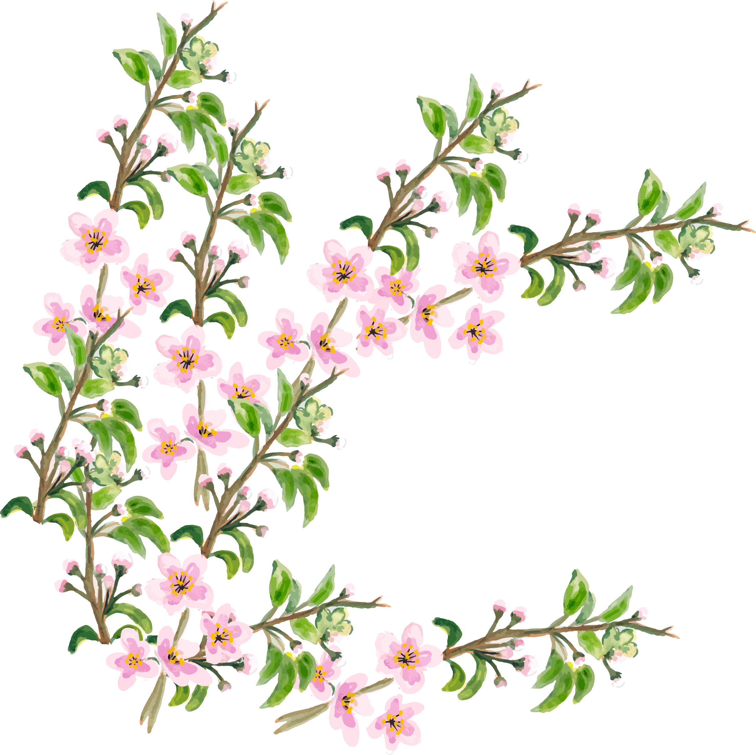 Flower Cherry Blossom - Cherry Blossom (2419x2417), Png Download