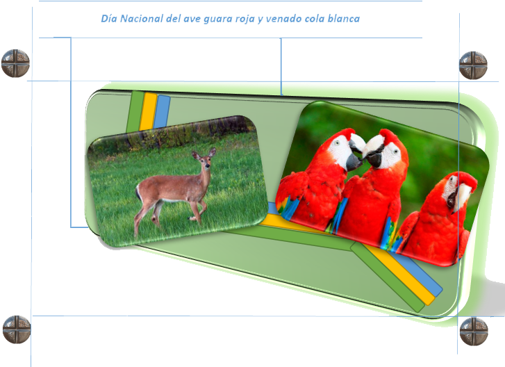 La Guacamaya O Guara Roja Ha Sido Seleccionada Como - Venado Cola Blanca De Honduras (737x569), Png Download