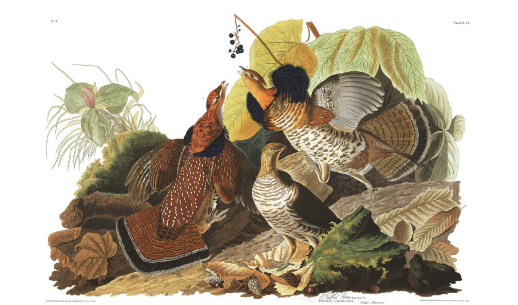 Ruffed Grouse - Giclee Painting: Audubon's Illustration From 'birds (1281x612), Png Download
