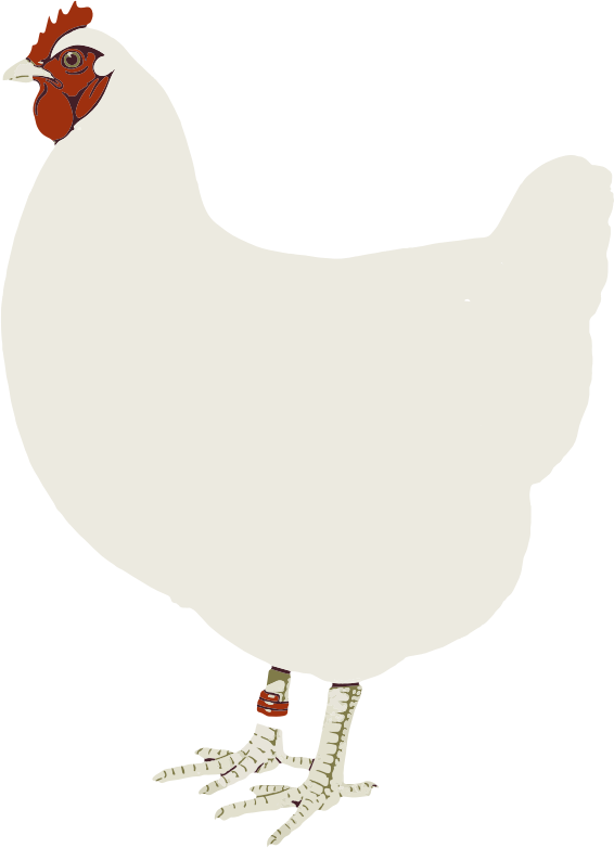 Chicken Clip Art - Hen White Clipart (566x782), Png Download