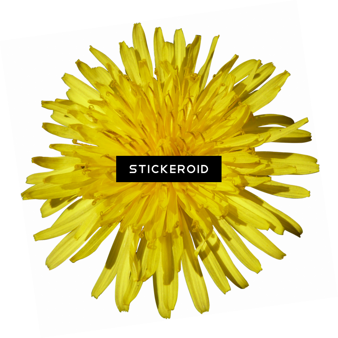 Dandelion (1155x1156), Png Download