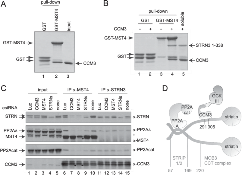 Striatin And Ccm3 Bridge The Kinase And Phosphatase (850x581), Png Download