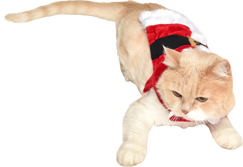 Cat In Santa Costume - Santa Suit (801x552), Png Download