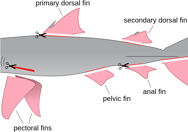 Whale Shark Clipart Wiki (640x480), Png Download