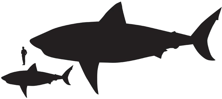 We Believe Hawaiian Shirts Are For Everyone - Great White Shark Stick Pivot (750x430), Png Download