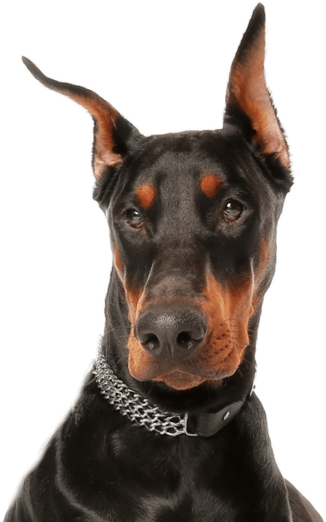Doberman Pinscher - Viewpets Dog Car Seat Cover Water Repellant Non-slip (565x585), Png Download