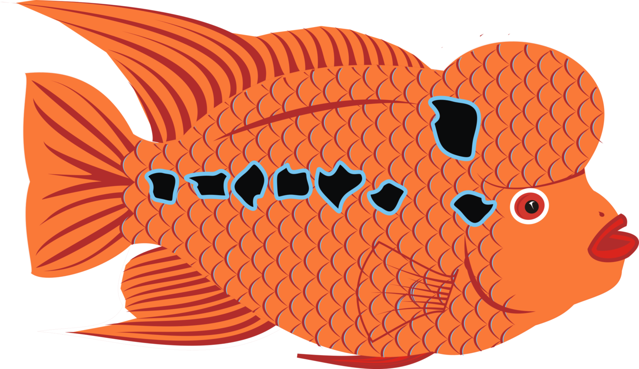 Flower Horn Bony Fishes Goldfish Drawing - Goldfish (1297x750), Png Download