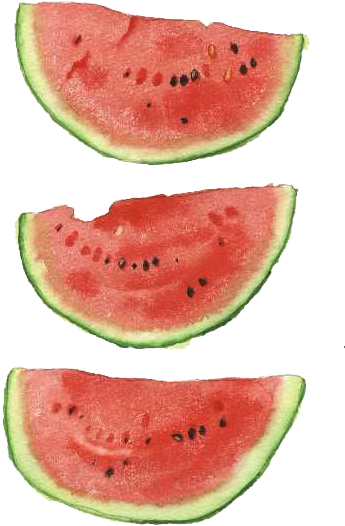 Watercolor Watermelon Png - Watermelon Watercolor Png (462x625), Png Download