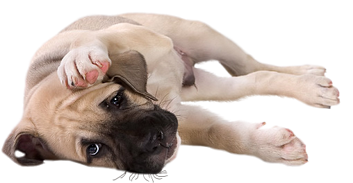 Little Dog Png Clipart - Transparent Little Dog (600x279), Png Download