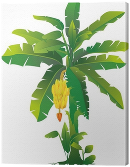 Banana Plant Clipart (400x400), Png Download