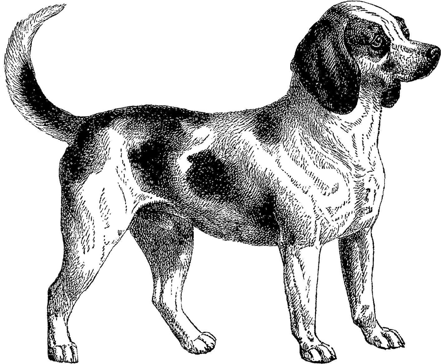 Svg Transparent Stock Dogpng Png Dogs Pinterest - Building Tools With Github By Chris Dawson (1600x1334), Png Download