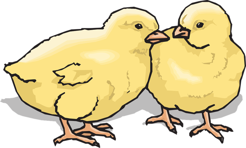 Baby, Two, Barn, Farm, Animal, Chicks, Chickens - Chicks Clip Art (640x387), Png Download