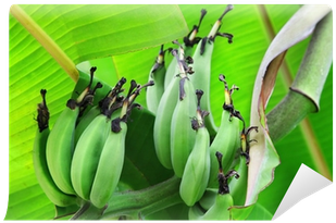 Ensete (400x400), Png Download