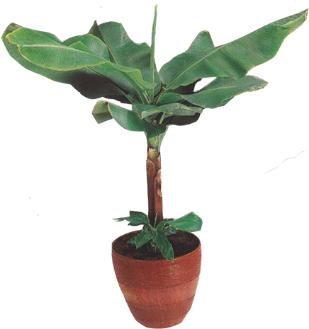Left Plant - Pachira (450x479), Png Download