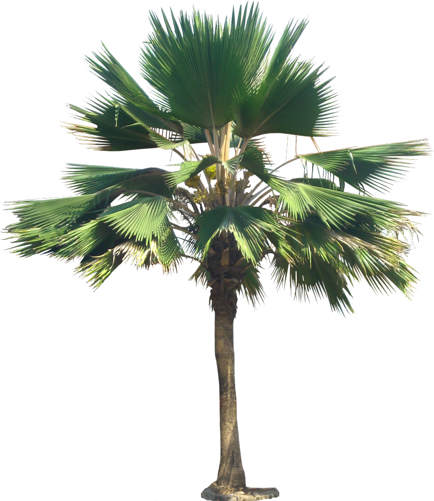 Pritchardia Pacifica Png (883x1000), Png Download