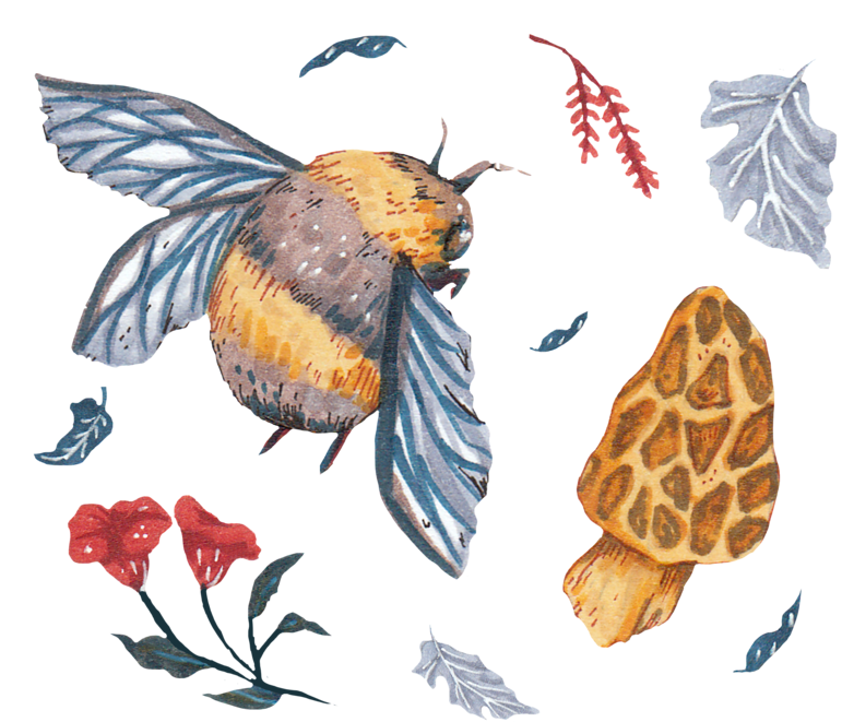 2 - Cb Project - Acorn (1000x694), Png Download