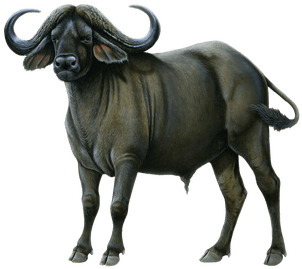 Buffalo Clip Wildebeest - Water Buffalo Silhouette (400x400), Png Download