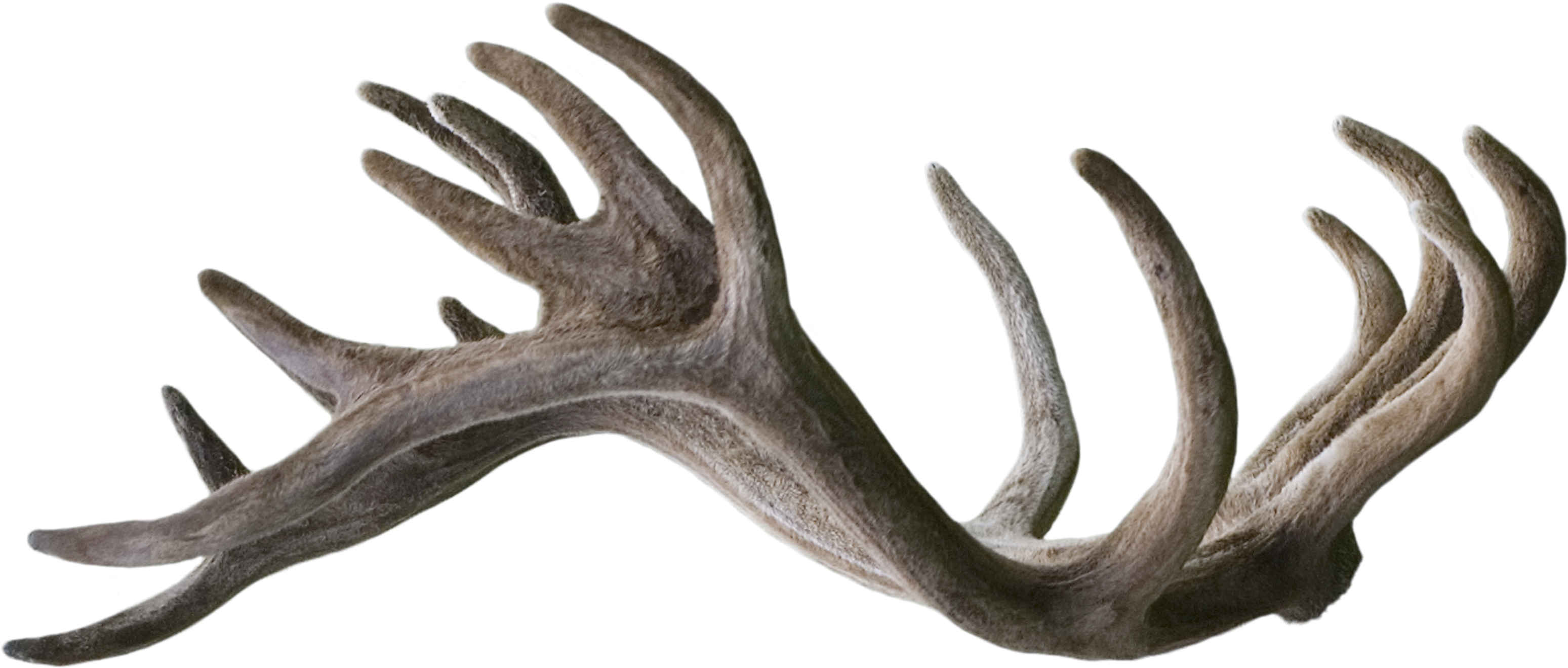 Antlers Free Download On Mbtskoudsalg Png Reindeer - Deviantart (3155x2431), Png Download