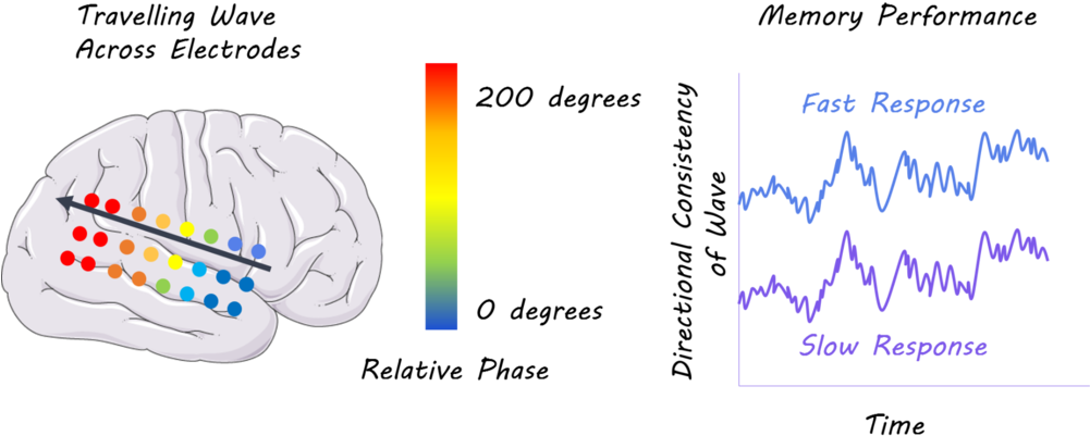 Oscillations In Neural Activity Travel In Waves Through - Cc-by-sa-3.0 (1000x431), Png Download