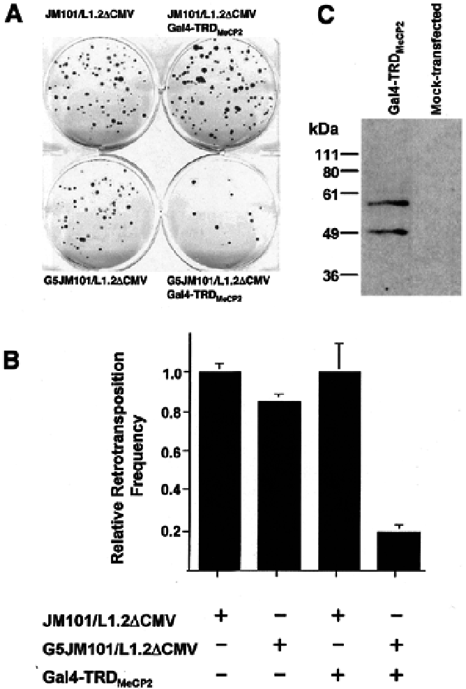 The Trd Of Mecp2 Represses L1 Retrotransposition - Diagram (748x1053), Png Download