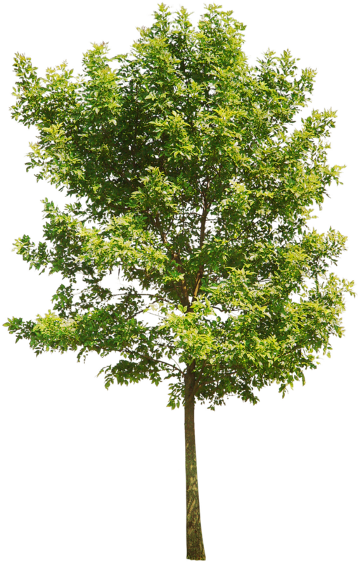 Architecture Building House Green - Tabernaemontana Divaricata Tree Png (509x800), Png Download