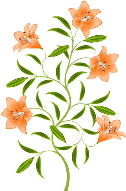 Free Png Download Orange Lily Png Images Background - Tiger Lily Flower Art (481x731), Png Download