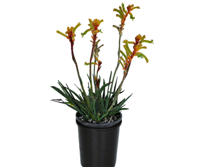 Cattleya Elongata (800x800), Png Download