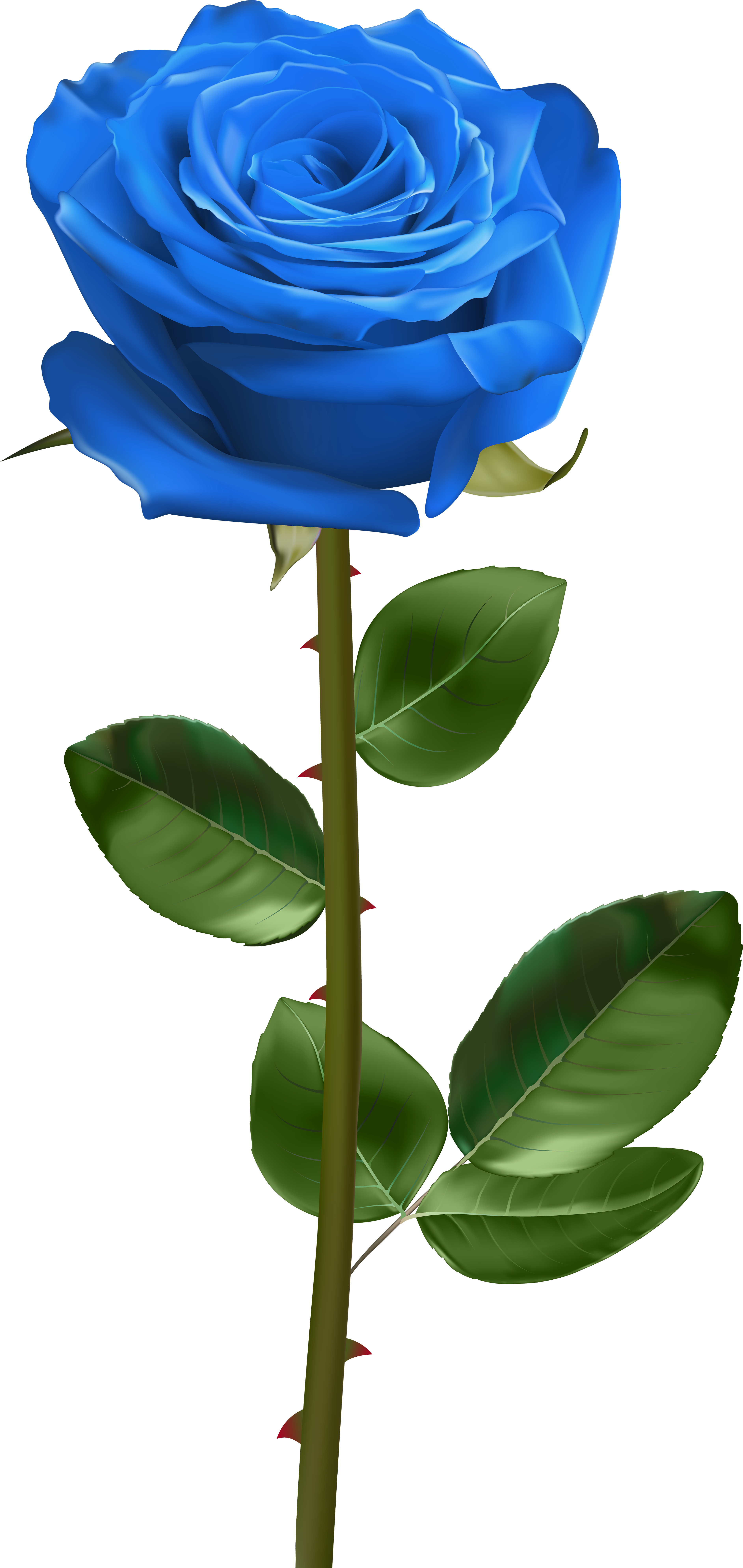 White Rose With Stem (3824x8000), Png Download