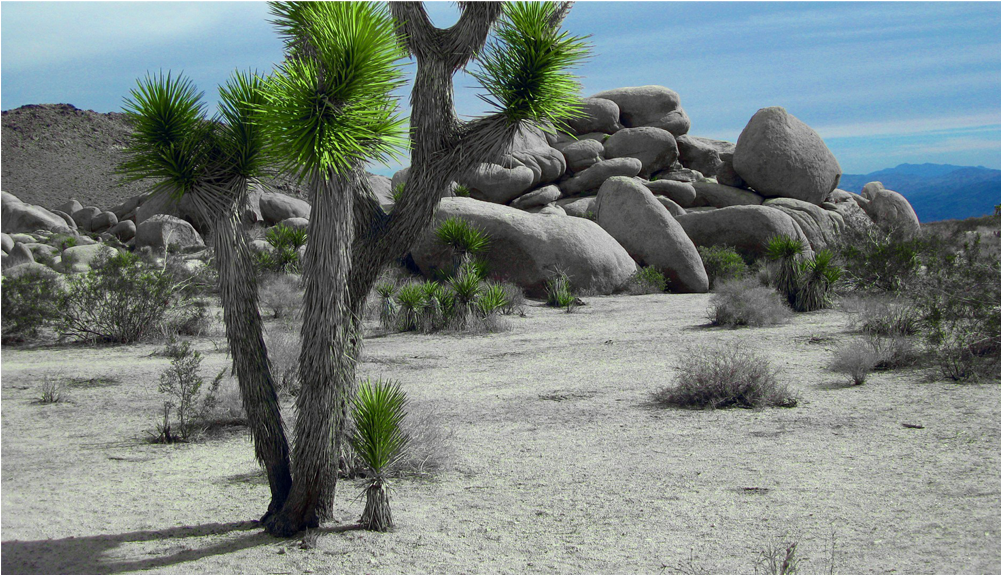 Score 50% - Joshua Tree Landscaping (1000x1000), Png Download