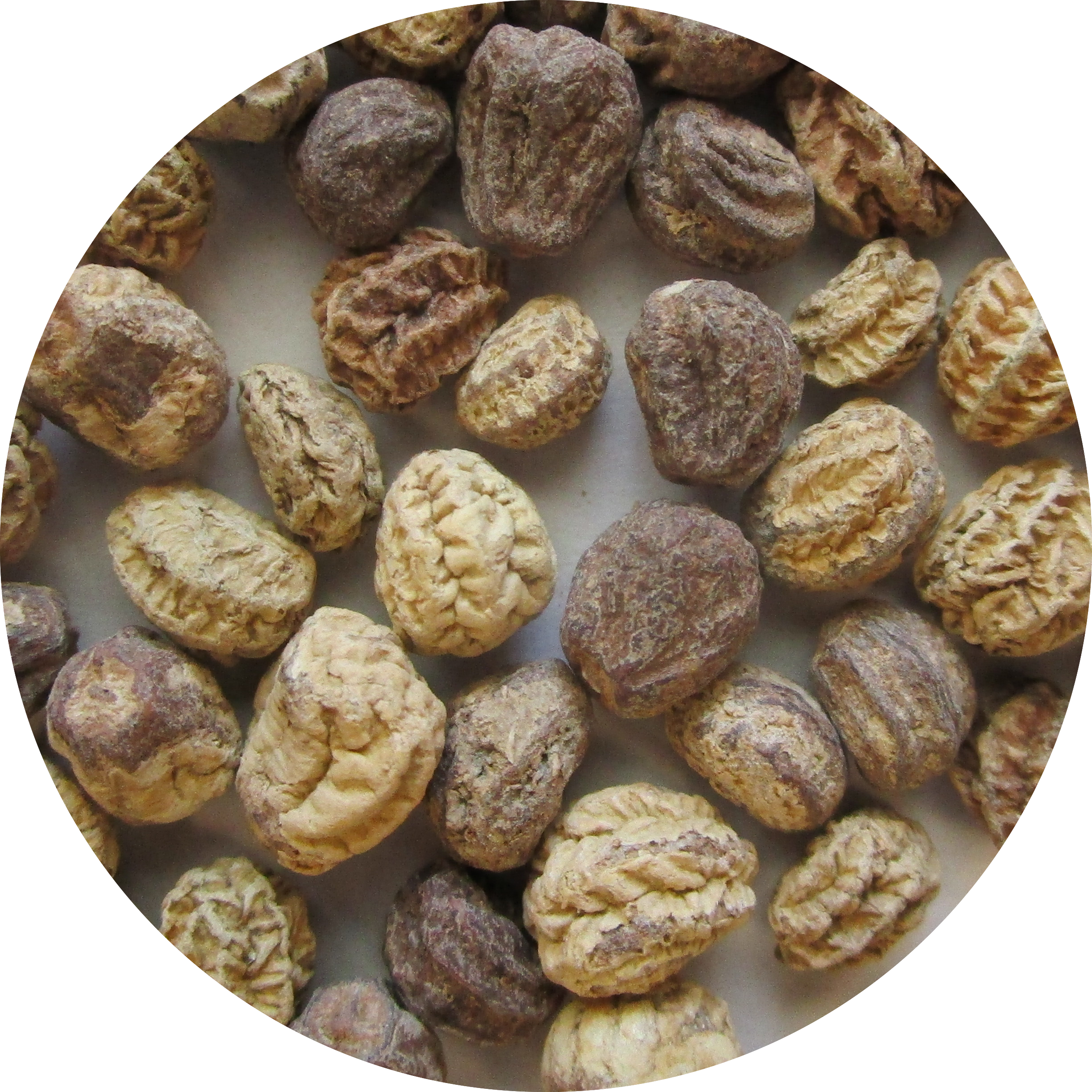 Tag For Alaska Nasturtium Mix Close-up Photo Of Nasturtium - Nasturtium (2441x2441), Png Download