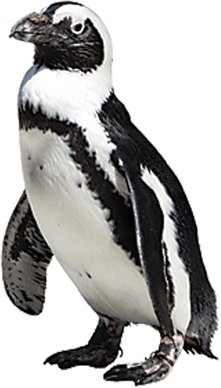 Drawn Penguin African Penguin - African Penguin Png (700x700), Png Download