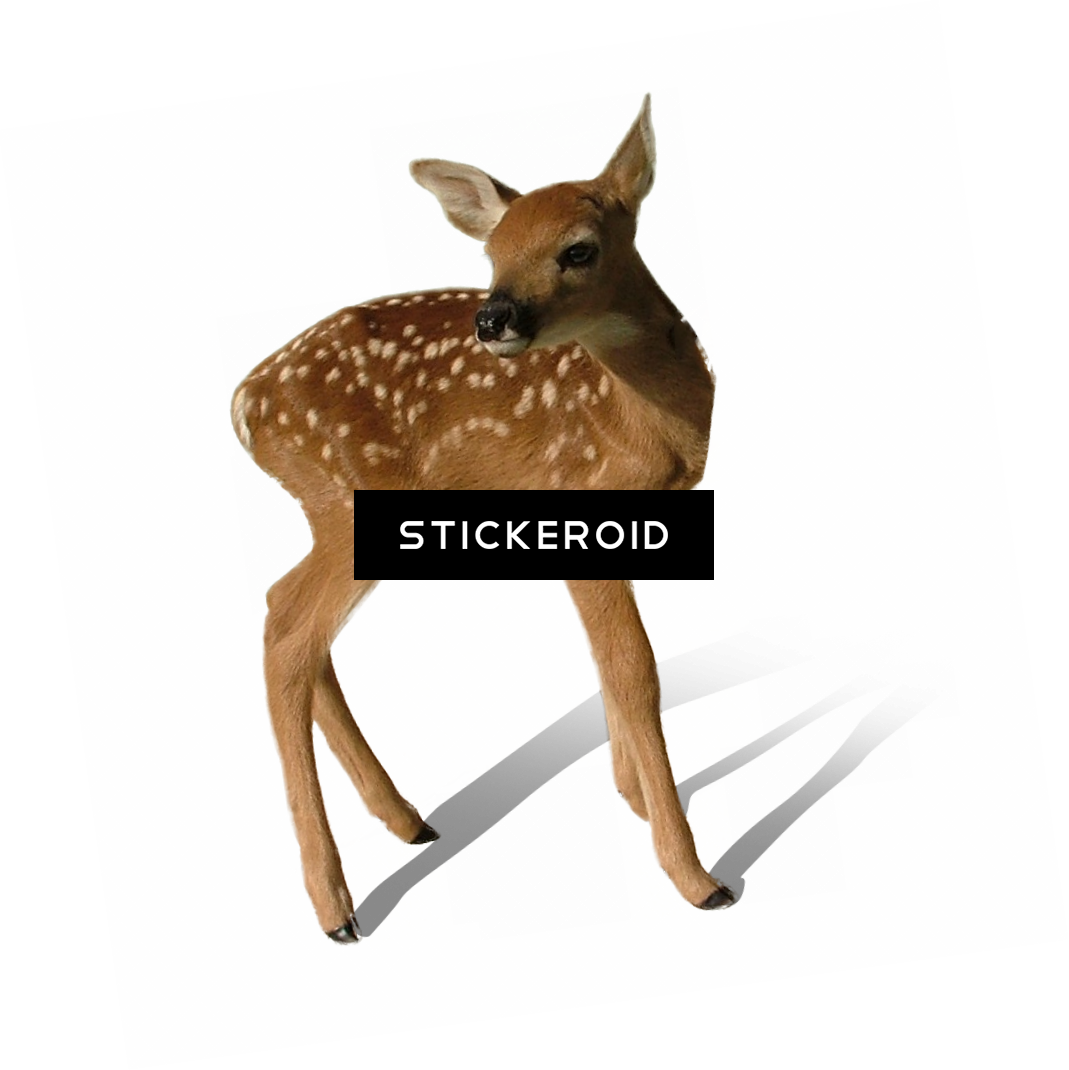Deer - White Tailed Deer Transparent Deer (1069x1070), Png Download