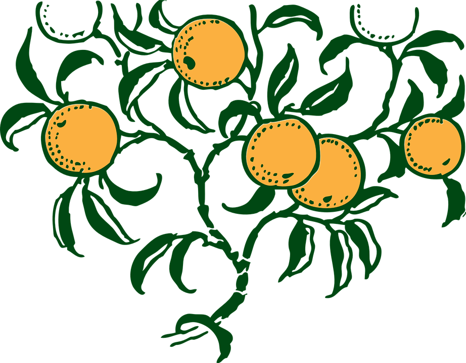 Lemon Tree Clipart 26, Buy Clip Art - Oranges On Tree Shower Curtain (922x720), Png Download