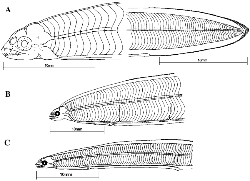 A Gymnothorax Miliaris Lateral View Of Head And Tail - Insect (850x624), Png Download