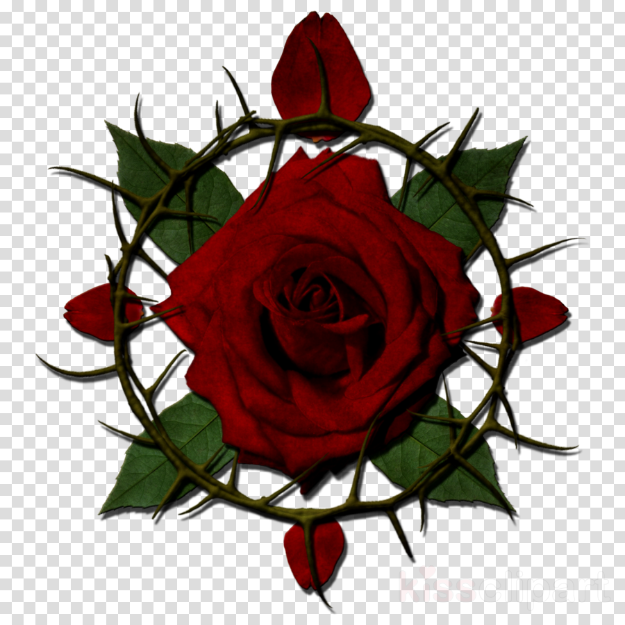 Rose With Thorns Clipart (900x900), Png Download