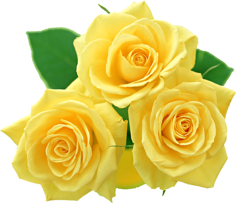 Yellow Rose - Yellow Roses Images Png (900x875), Png Download
