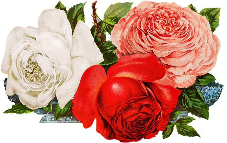 Roses For Scrapbooking Png - Flowers Roses Png (827x574), Png Download