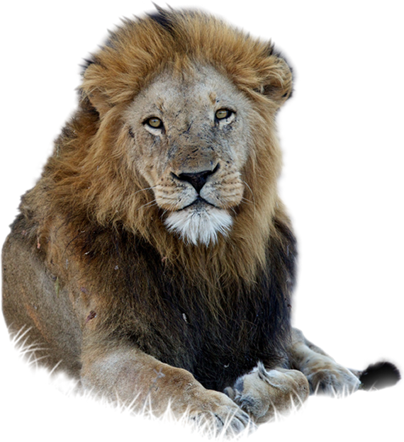 Download Hd Lion Free Png Lion Png Transparent Png Image Nicepng Com