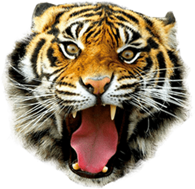 Tiger Necklace, Photo Glass Dome Black Chain Pendant (400x400), Png Download