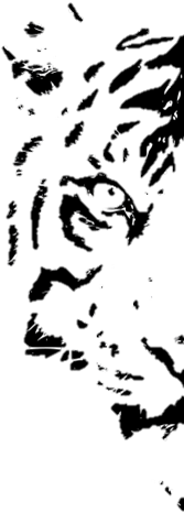 As Delegates Prepare For The 3rd Asia Ministerial Conference - Tiger (222x550), Png Download