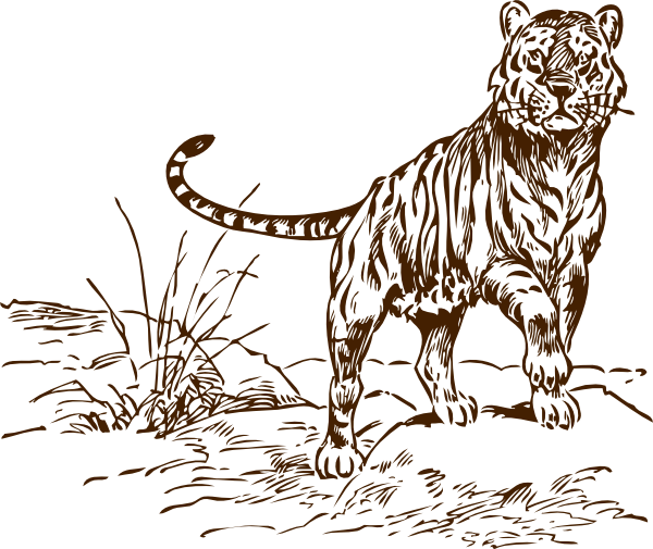 Brown Tiger Cliparts - Bengal Tiger Clip Art Black And White (600x505), Png Download