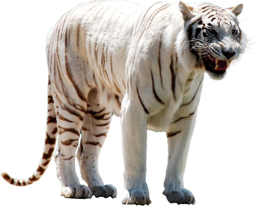White Tiger Face Png - White Tiger Transparent (890x720), Png Download