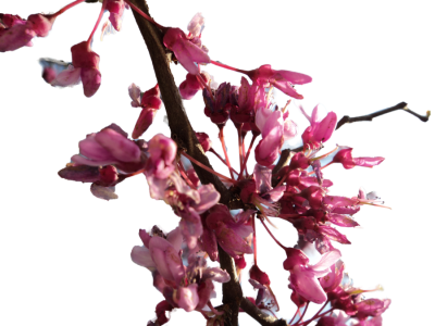 Cherry Blossom Transparent - Cherry Blossom Branch Png (400x300), Png Download