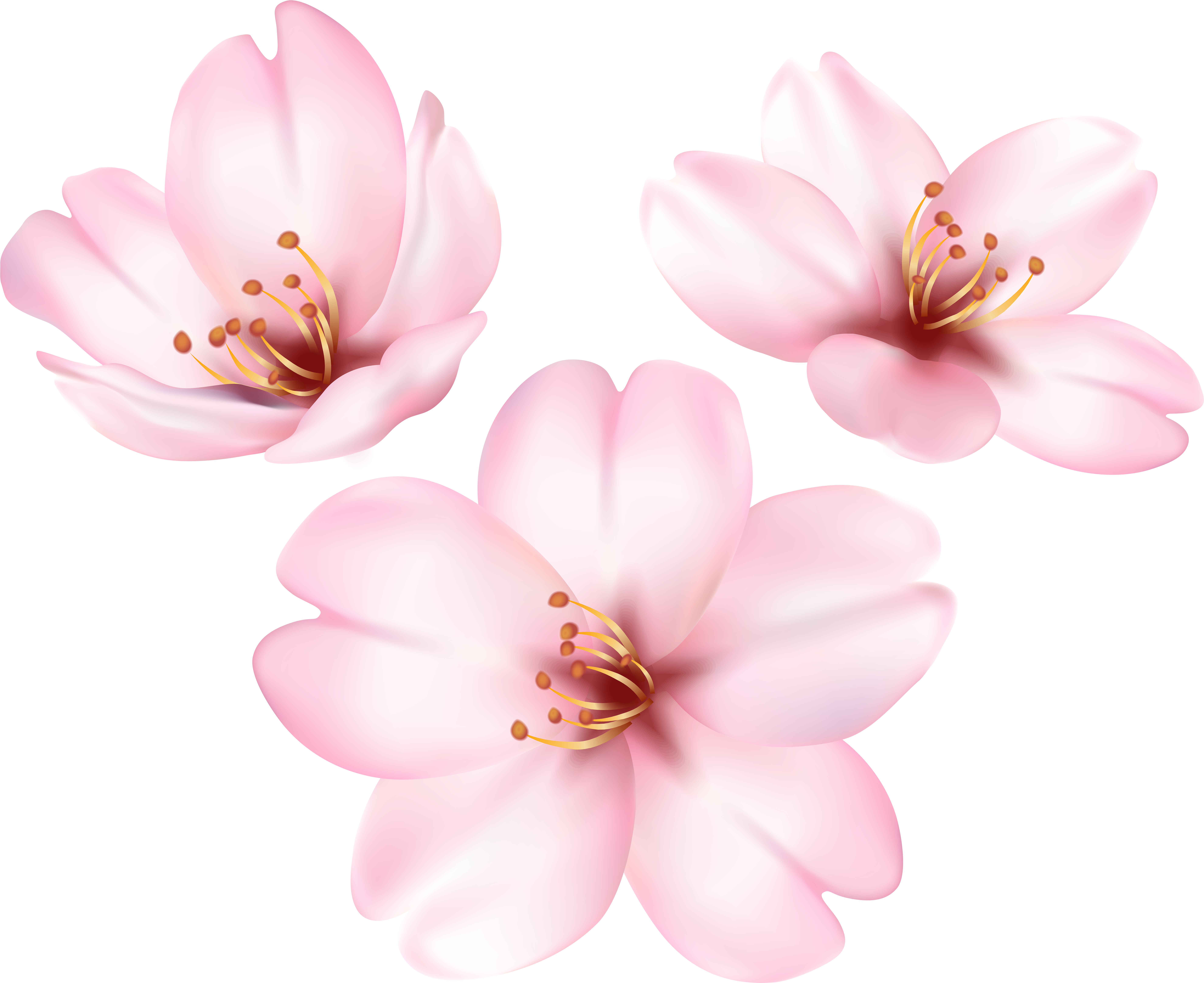 Cherry Blossom Tree Png (8000x6640), Png Download
