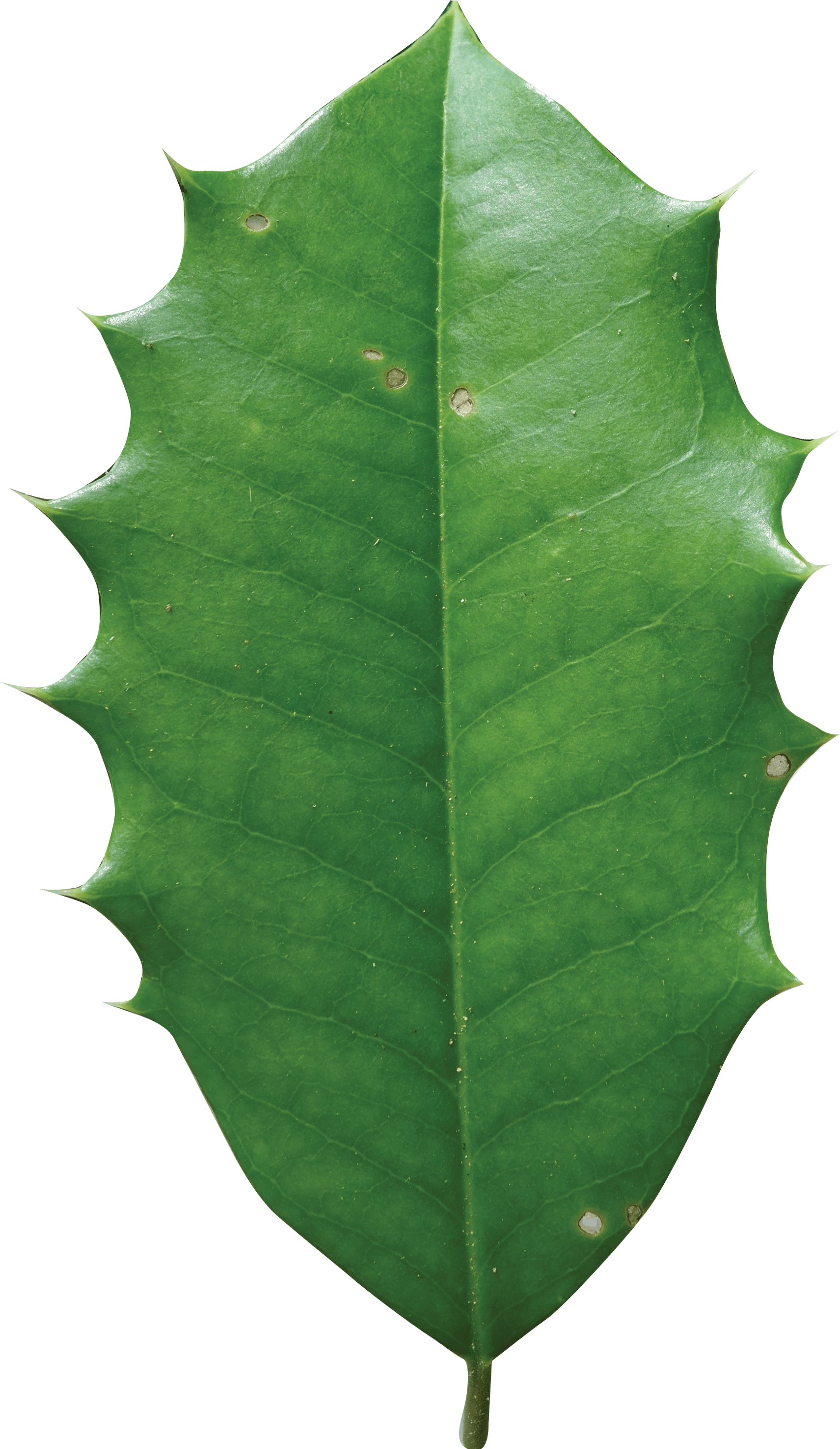 Holly (2460x2947), Png Download