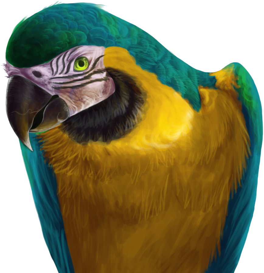 Macaw Drawing Makaw - Blue And Yellow Macaw Png (1024x949), Png Download