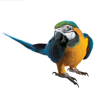 Deluxe Hyacinth Macaw Photos Macaw Png Transparent - Blue And Yellow Macaw Png (360x360), Png Download