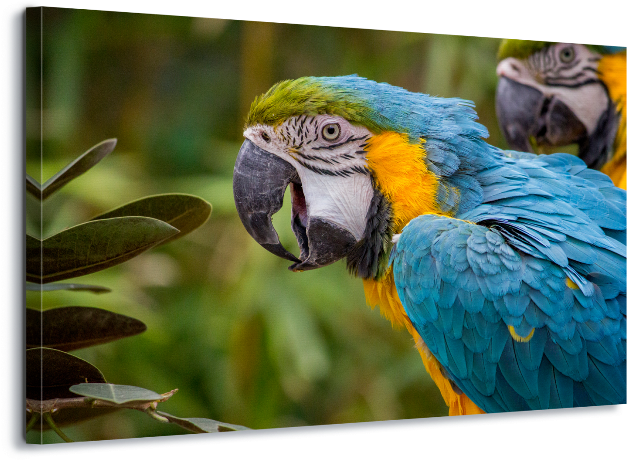 Blue And Yellow Macaw Parrot Psittacines Animal Bird (1400x967), Png Download
